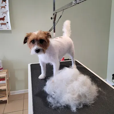 Eiger - Salon pielęgnacji i strzyżenia psów